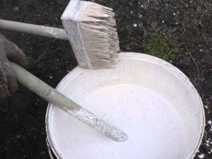 Как и для чего нужно белить деревья
