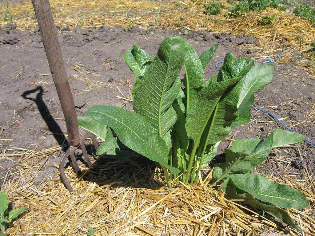 Хрен — живой эликсир Хрен - живой эликсир