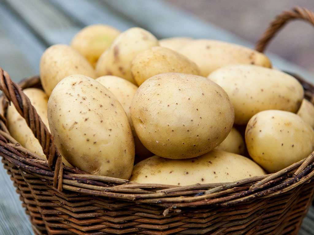 На заметку огородникам – богатый урожай картофеля