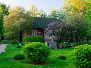 Лесной стиль в ландшафтном дизайне
