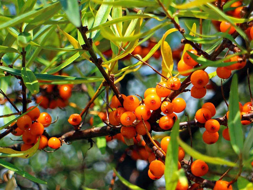 Как вкусно приготовить облепиховое варенье при помощи мясорубки Как вкусно приготовить облепиховое варенье при помощи мясорубки