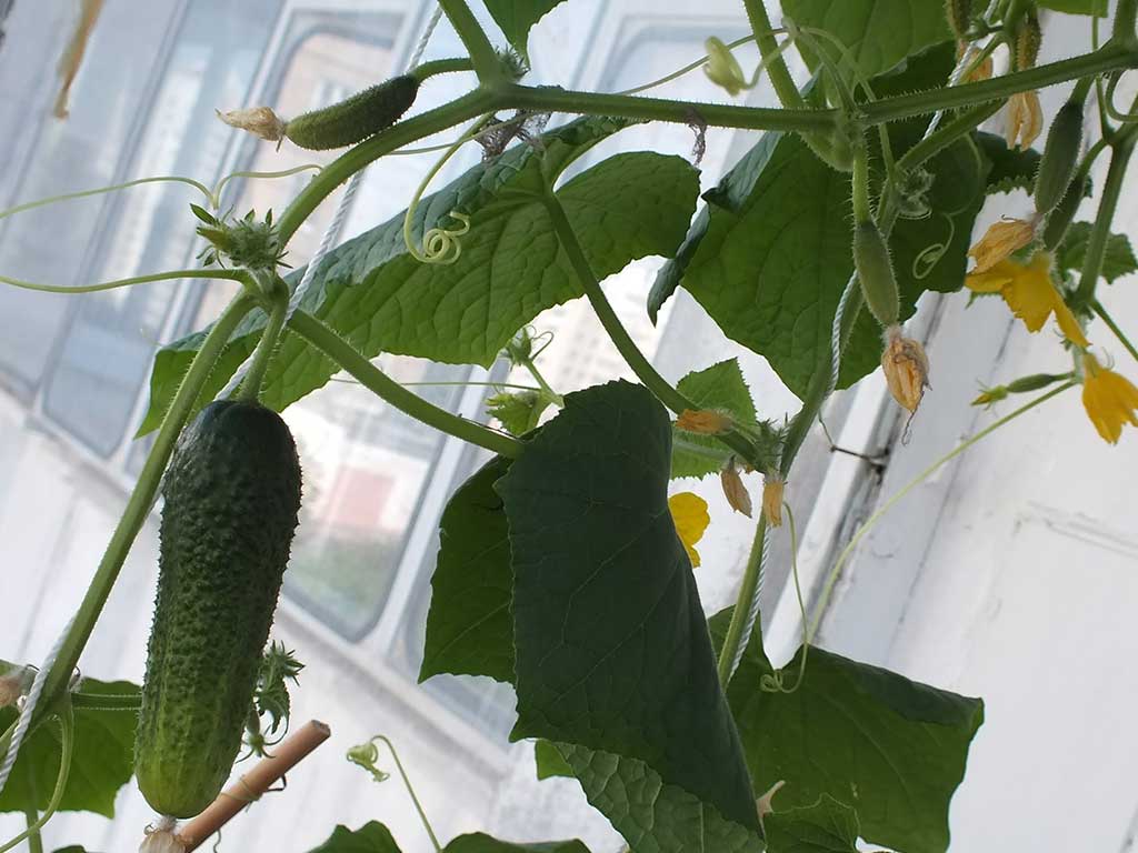 Выращиваем огурцы дома на окне Огурцы на окне