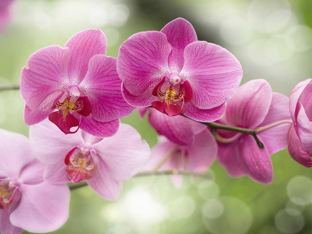 Все, что нужно знать о цветении орхидей Цветение орхидеи