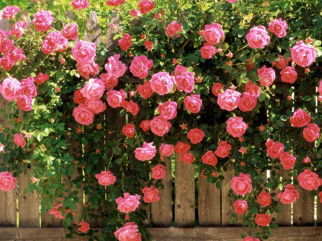 Розы как самый яркий акцент в ландшафтном дизайне Розы как самый яркий акцент в ландшафтном дизайне