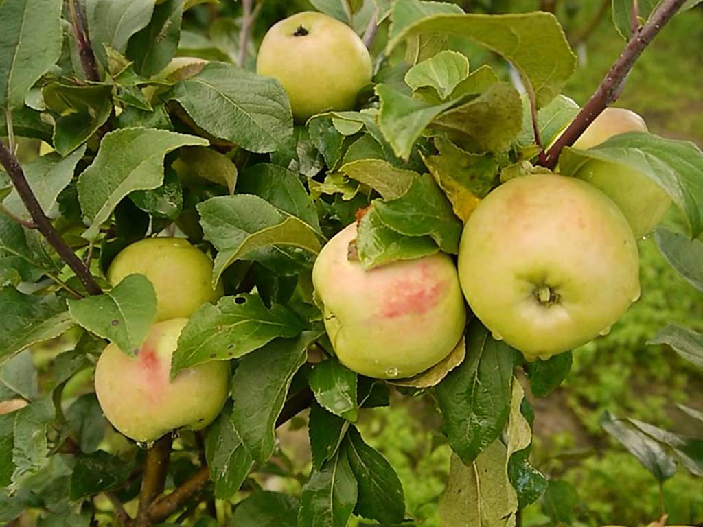 Советы агронома — прививка на яблоню или грушу нескольких сортов Прививка на яблоню или грушу