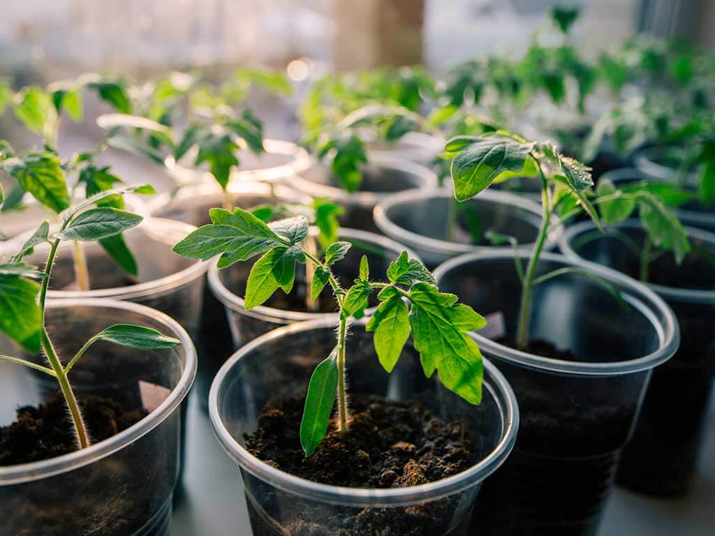 Выращиваем рассаду сами Рассада