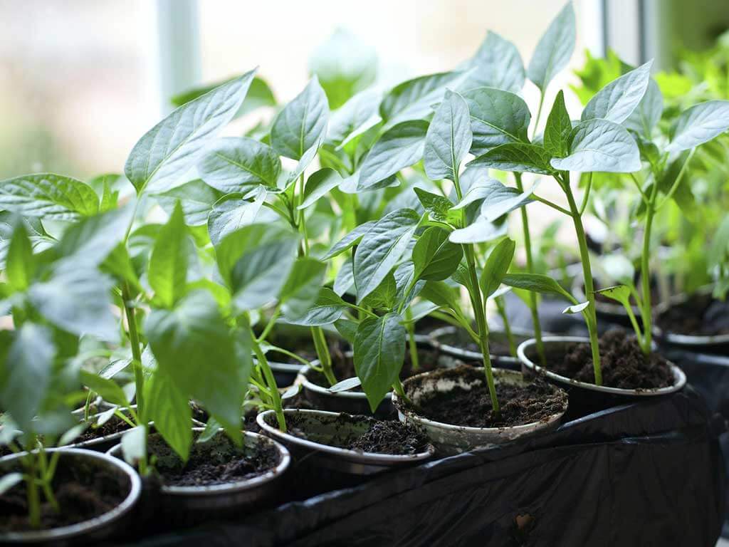 Выращивание рассады перцев на дому Рассада перца