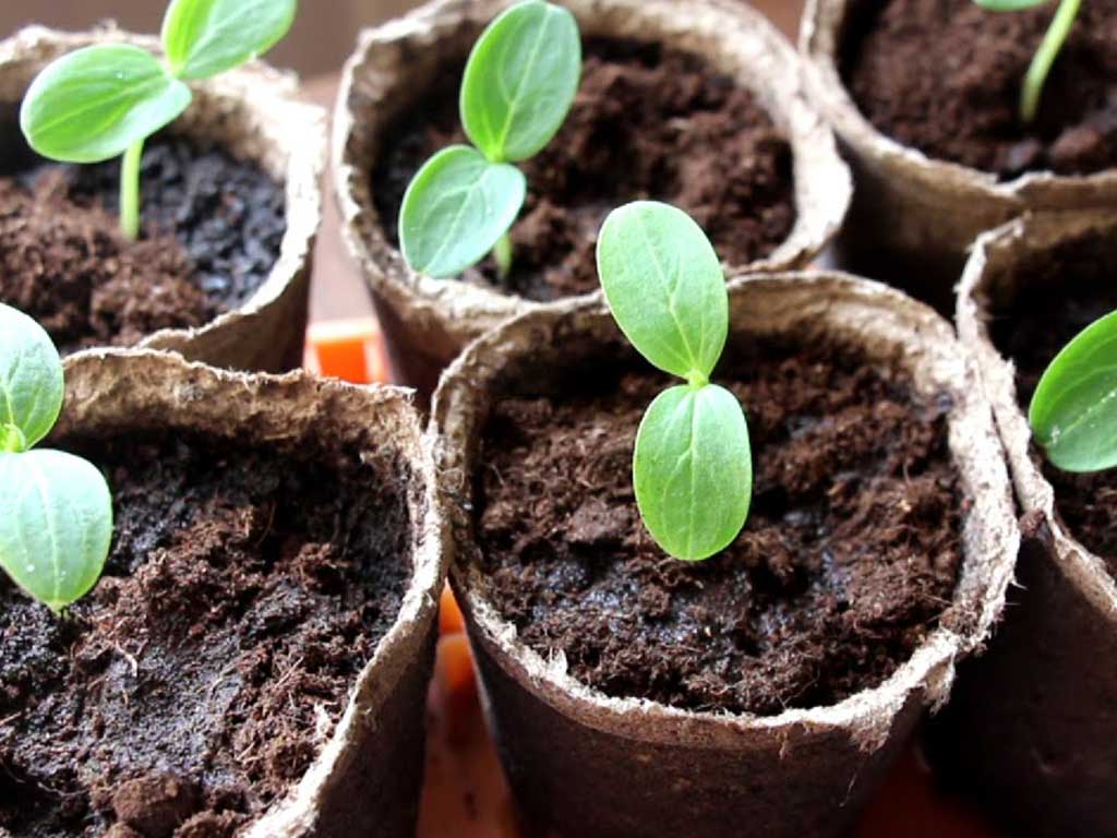 Советы по высаживанию рассады в грунт