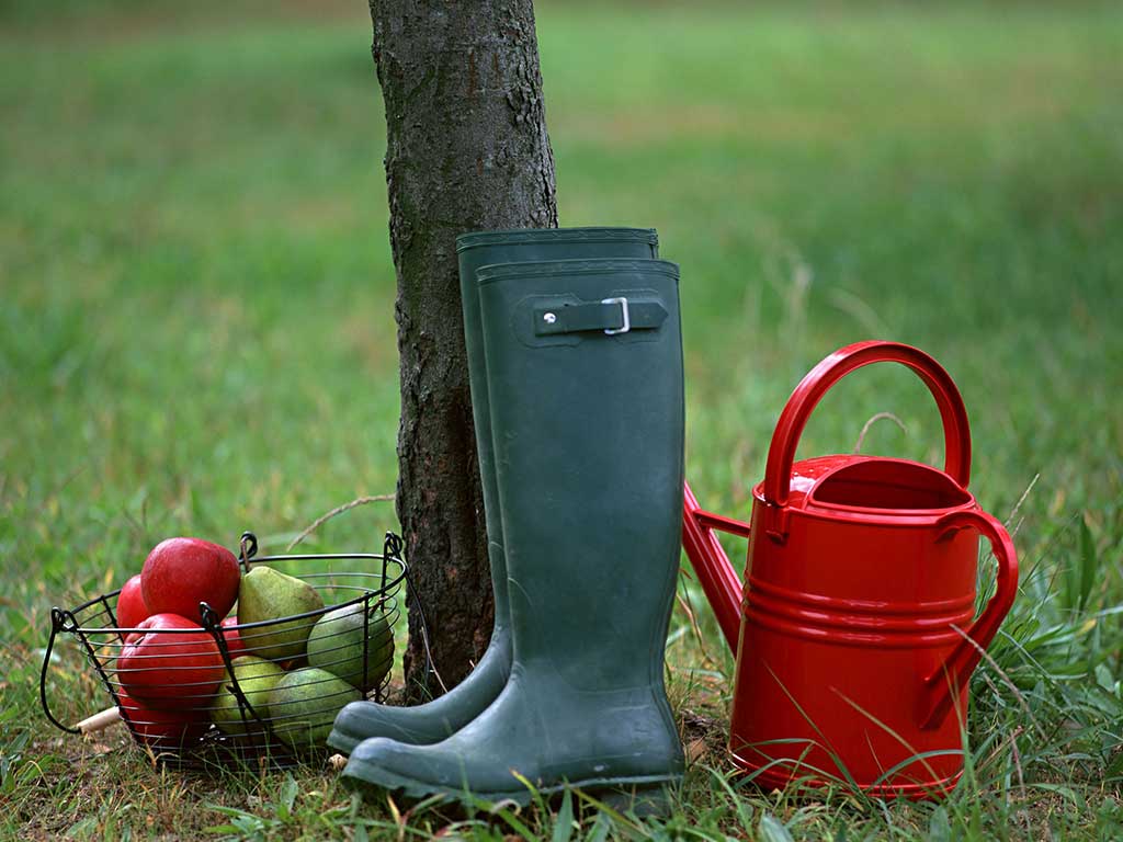 Садовые работы в ноябре Садовые работы