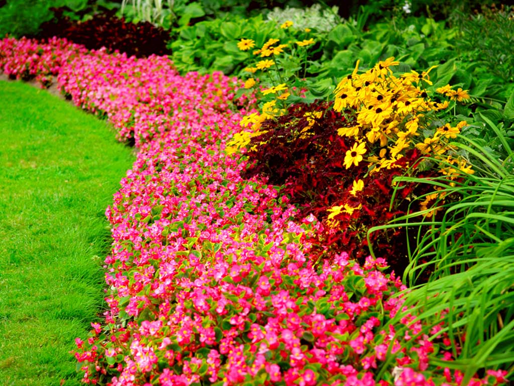 Растения для цветочного бордюра Оформление цветочного бордюра