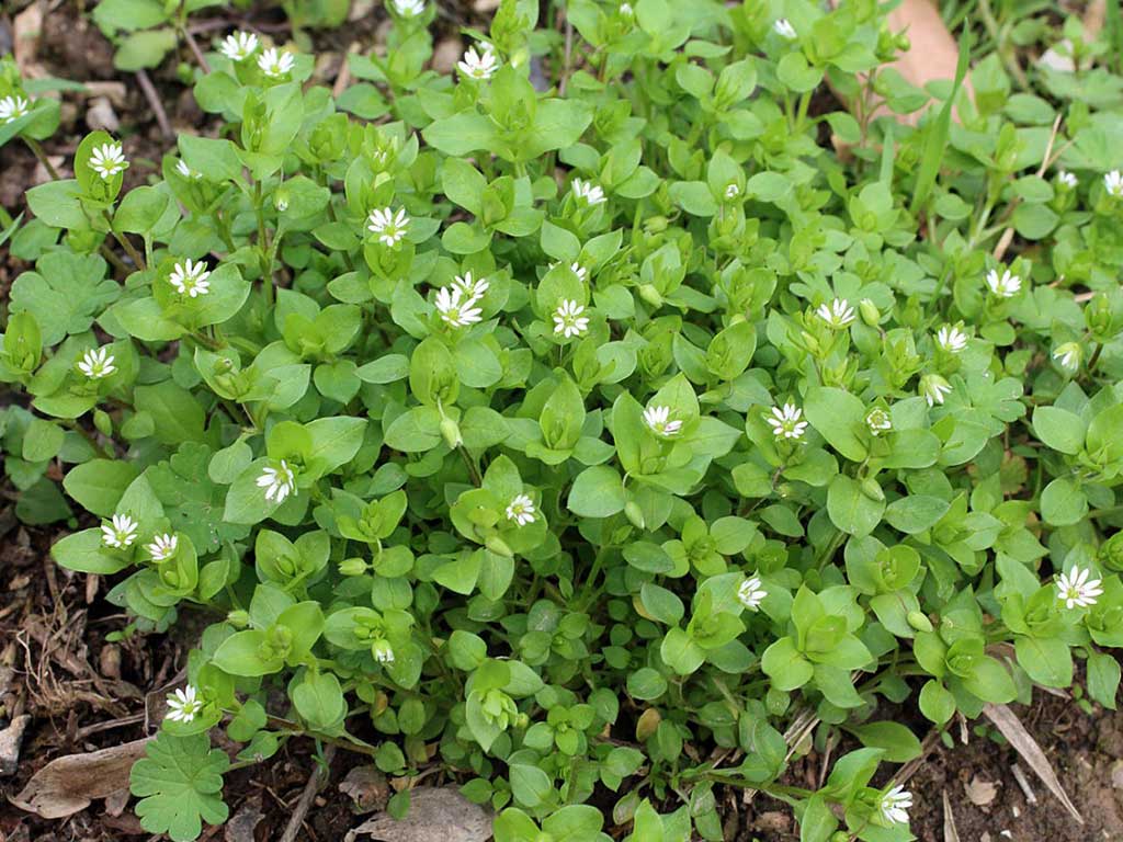 Уничтожаем сорняки Уничтожаем сорняки