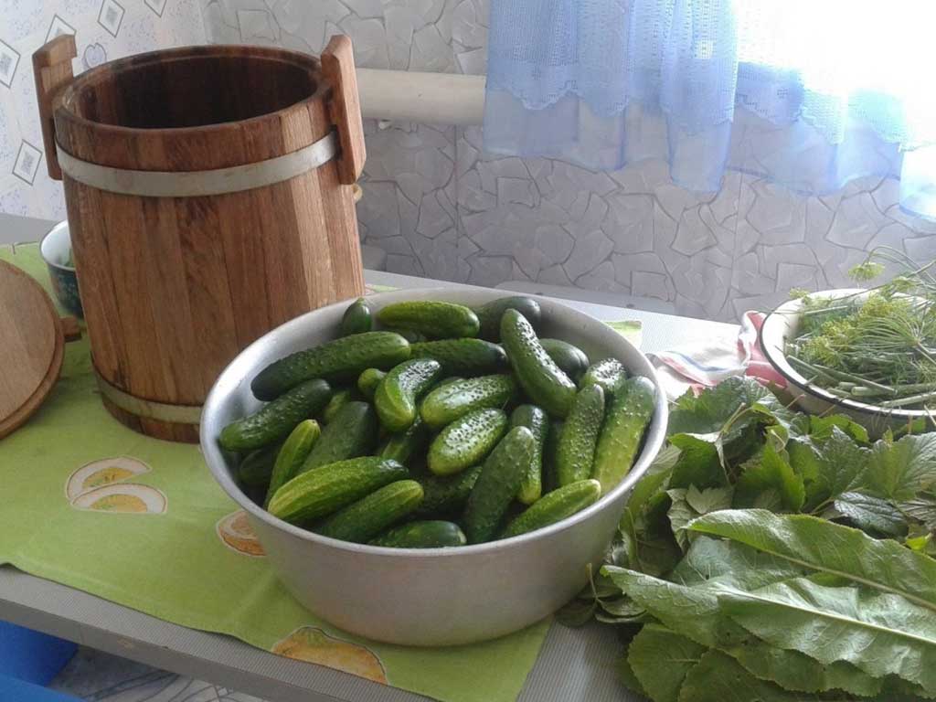 Секреты кулинарии: огурцы на засолку Огурцы на засолку