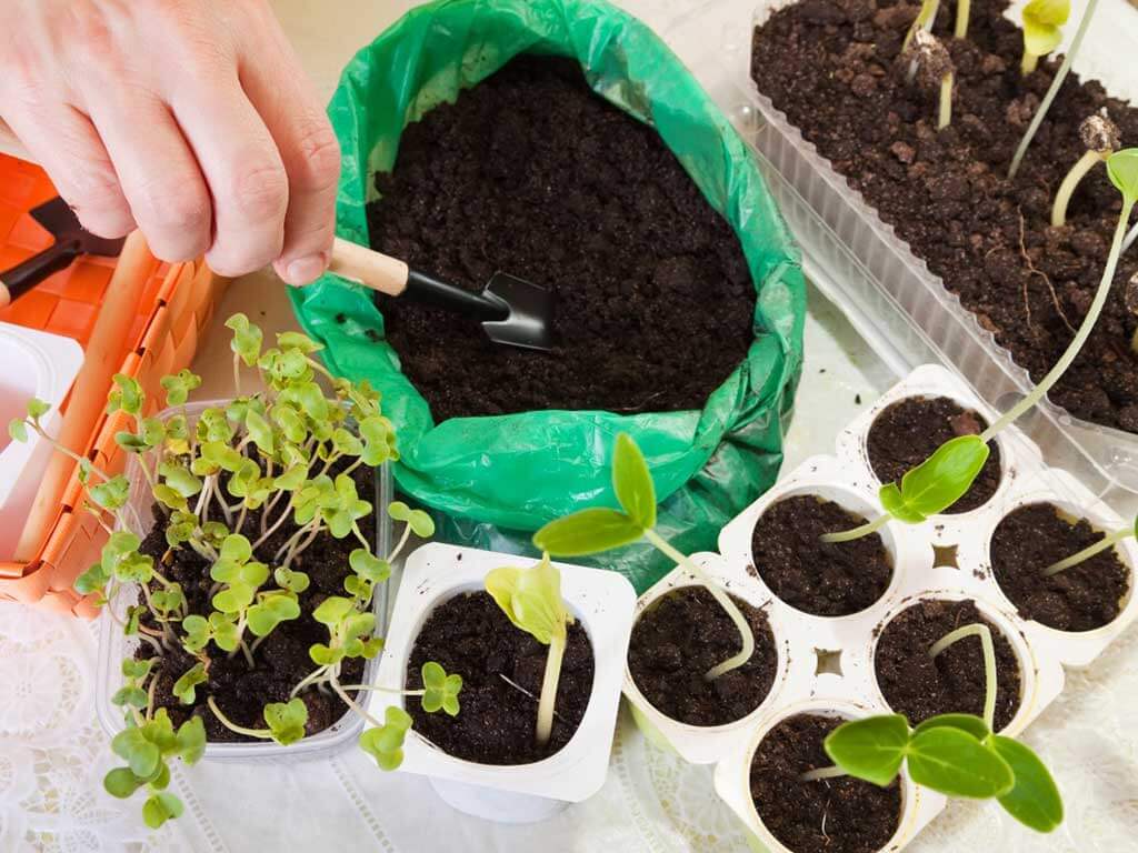 Пикировка рассады Пикировка рассады