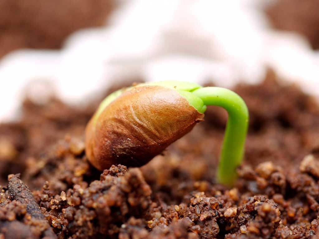 Ускоряем прорастание семян. 4 простых способа Прорастание семян