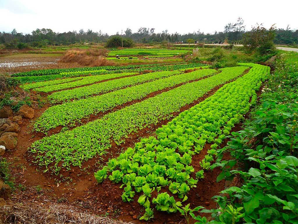 Сидераты против сорняков Сидераты