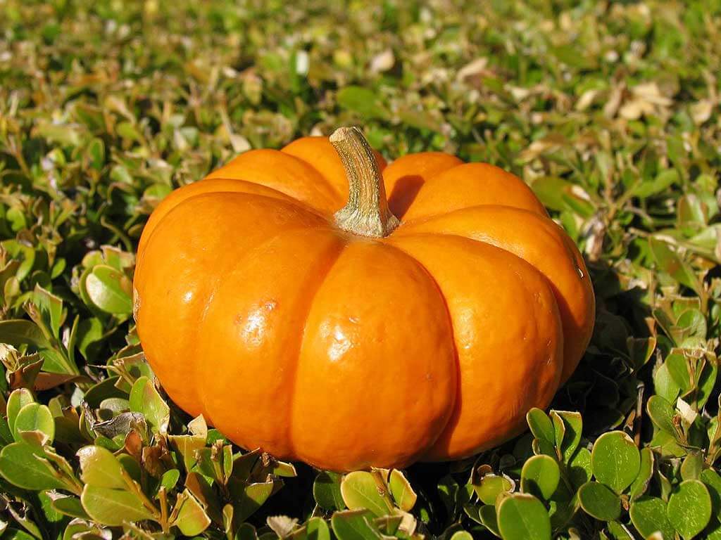 Тыква – выращивание и уход Тыква