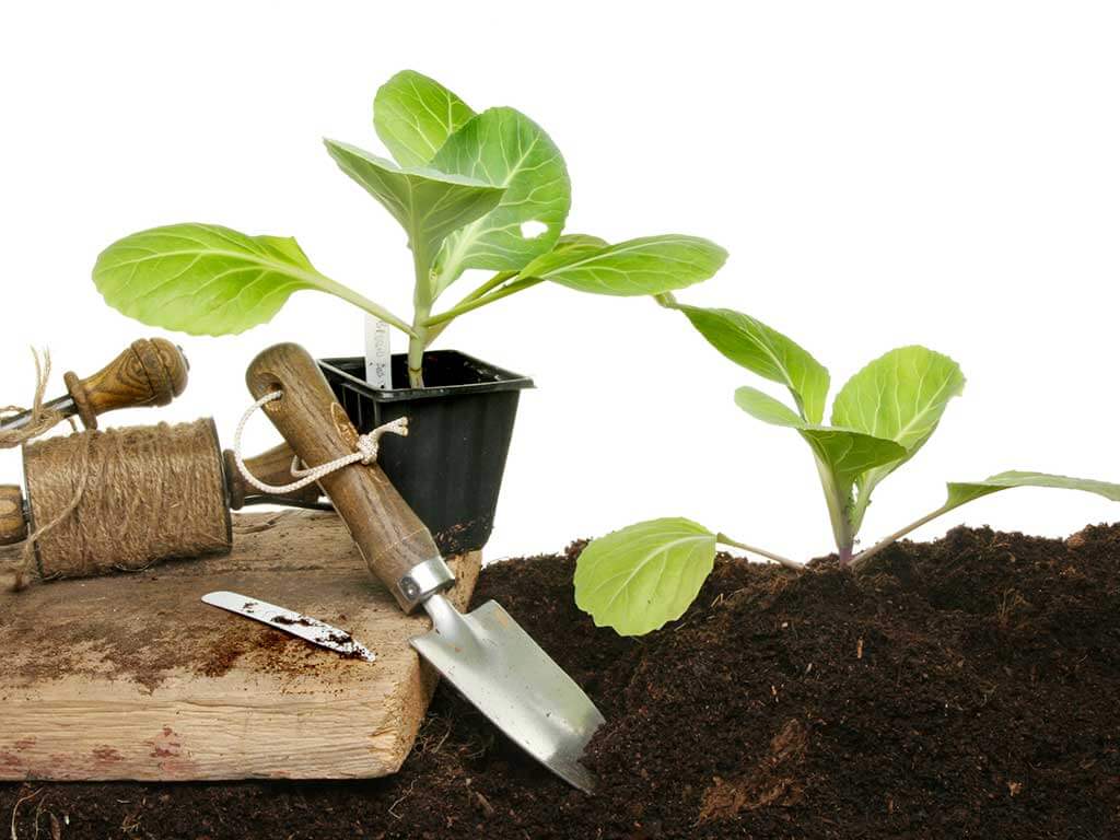 Что посадить на рассаду в апреле Рассада в апреле