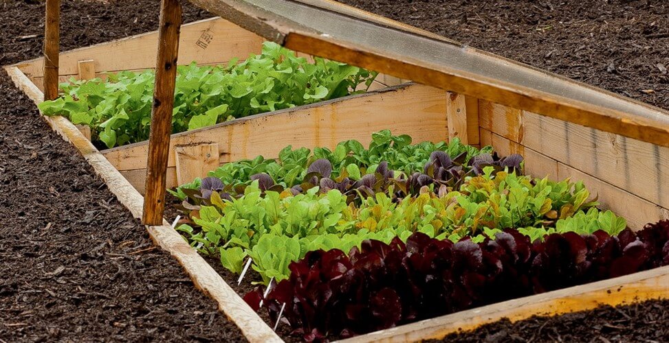 Как правильно сажать зелень