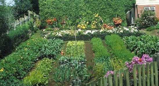 Как расположить культуры на грядках, чтобы тратить меньше времени на обработку!