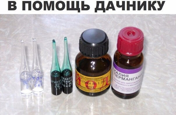 10 помощников дачника из аптеки