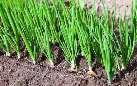 Как обеспечить себя луком на целый год?!