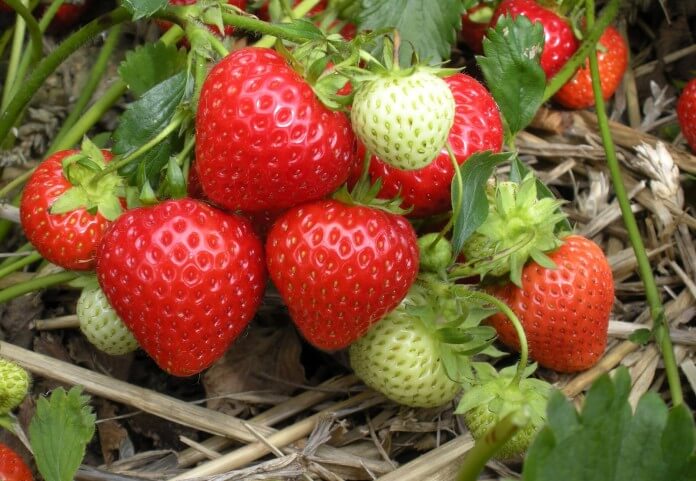 Подкормка клубники — как, когда и чем