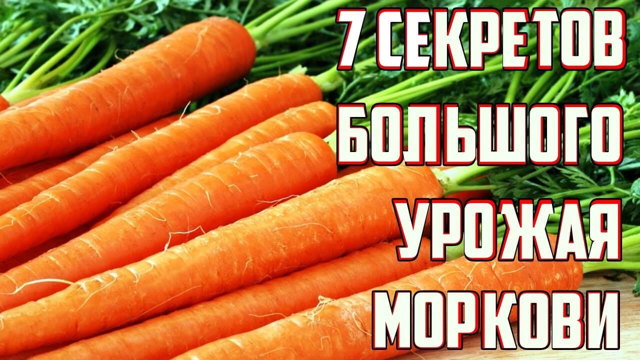 Морковь в огороде. Как вырастить крупную морковь. Как ухаживать за морковью. Удобрение для моркови.