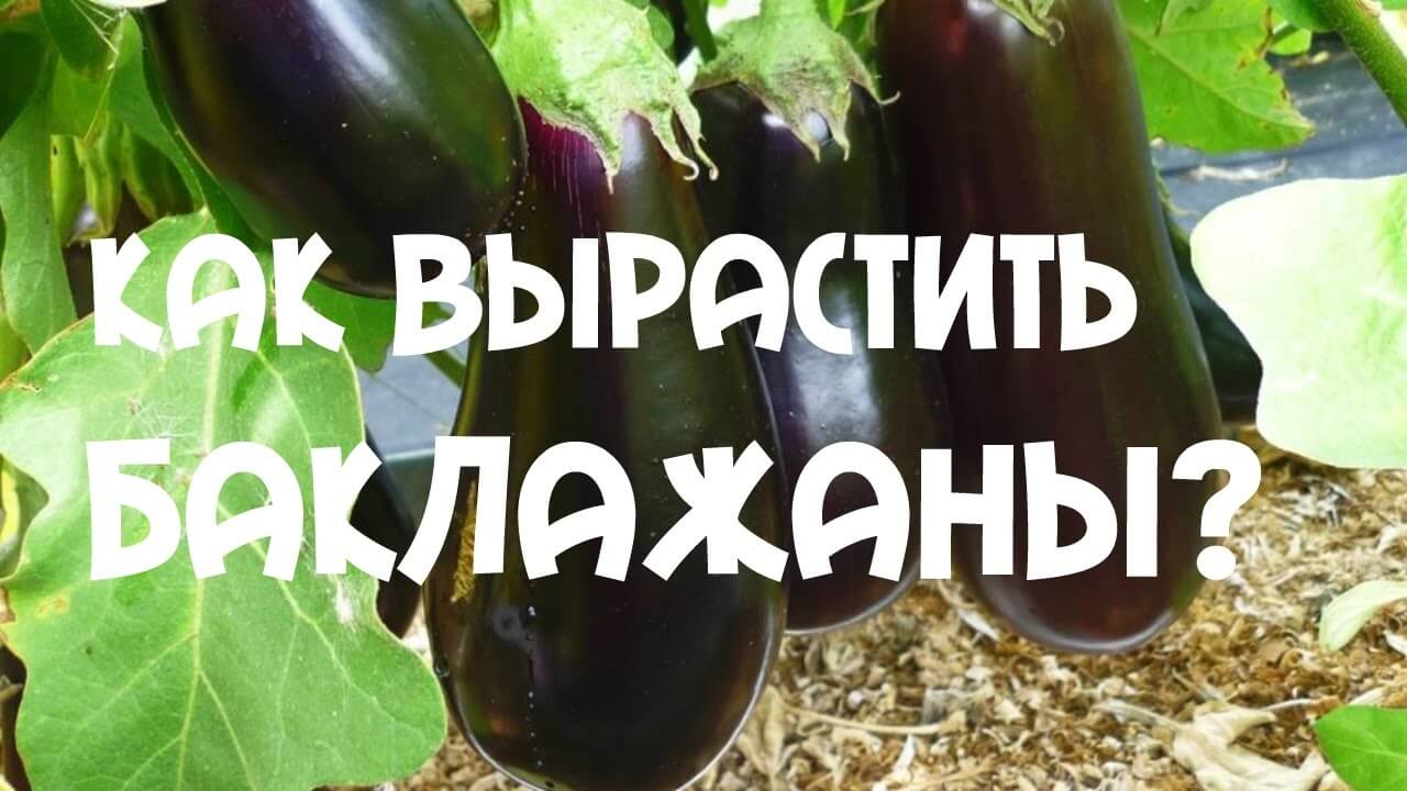 Десять заповедей для выращивания баклажан