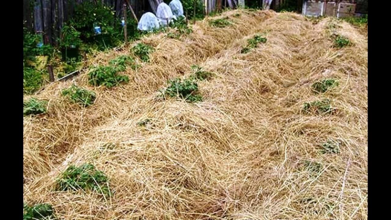 Посадка картофеля под солому