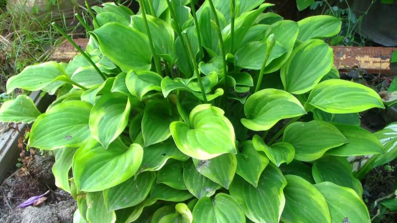 Как ухаживать за хостой