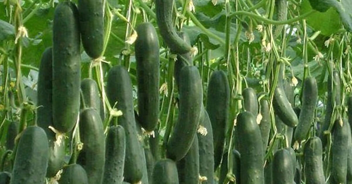 Сажаю огурцы по методу белорусской тётушки