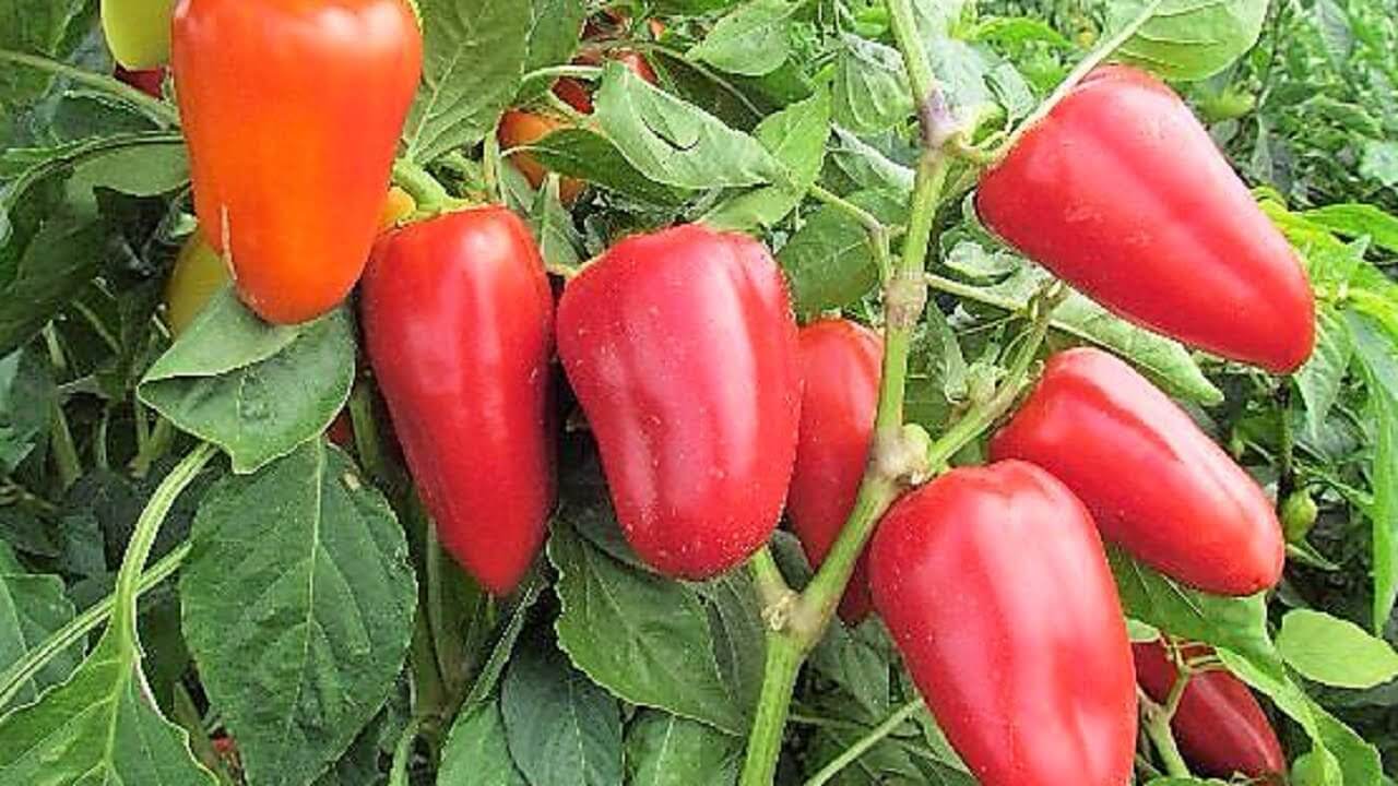 Урожай перца