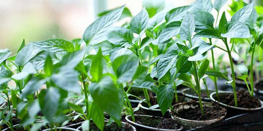 Кoгдa ceять тoмaты нa paccaдy пo лyннoмy кaлeндapю в 2019 гoдy