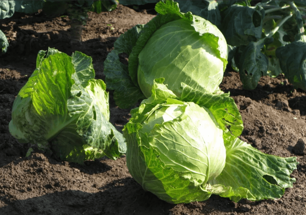 выращивание ранних овощей