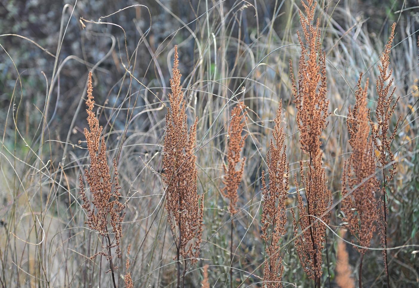 20 оттенков сепии: ноябрьские цветники во всей красе