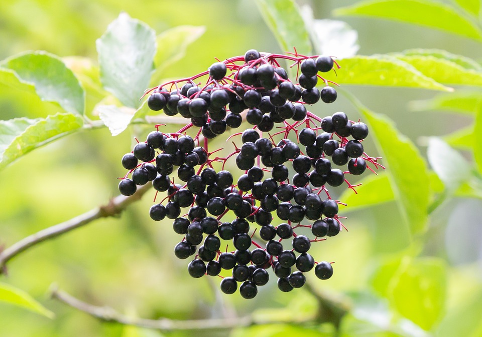 Elderberry, Черная Ягода, Старший, Витамины, Фруктов