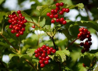 7 кустарников, которые украсят сад осенью