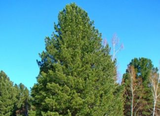 Питомник растений Питомник растений