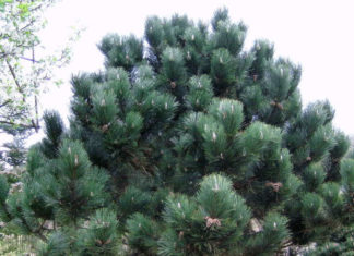 Сосна черная (Pinus nigra) Сосна черная (Pinus nigra)