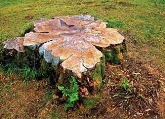 Выкорчевывание пней Выкорчевывание пней