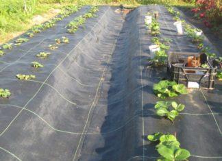 Агроволокно и его польза для выращивания культур Агроволокно и его польза для выращивания культур