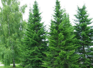 Пихта Пихта