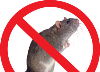 Крысы и мыши в доме: почему важно заказать услугу дератизации у профессионалов? Крысы и мыши в доме: почему важно заказать услугу дератизации у профессионалов?