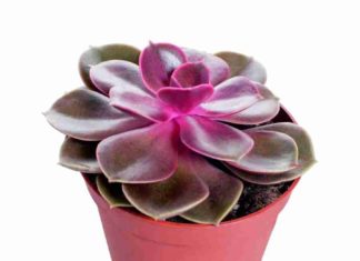 Как выбрать комнатные растения? Как выбрать комнатные растения?