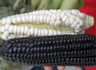 Черная кукуруза инков