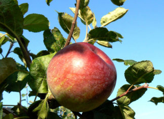 Где купить саженцы яблонь? Где купить саженцы яблонь?