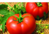 Семена томатов Семена томатов