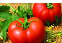 Семена томатов Семена томатов