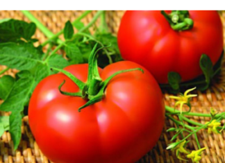 Семена томатов Семена томатов