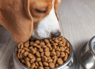 Какой корм для собак выбрать? Что искать? Какой корм для собак выбрать? Что искать?